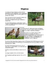 Steckbrief-Nilgans-Seite-1.pdf